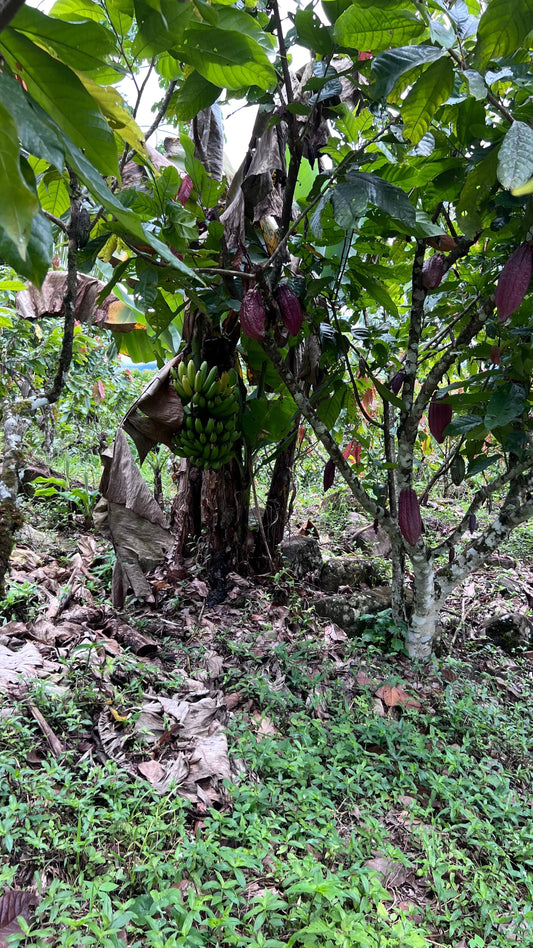 Campo con árboles de banano y cacao