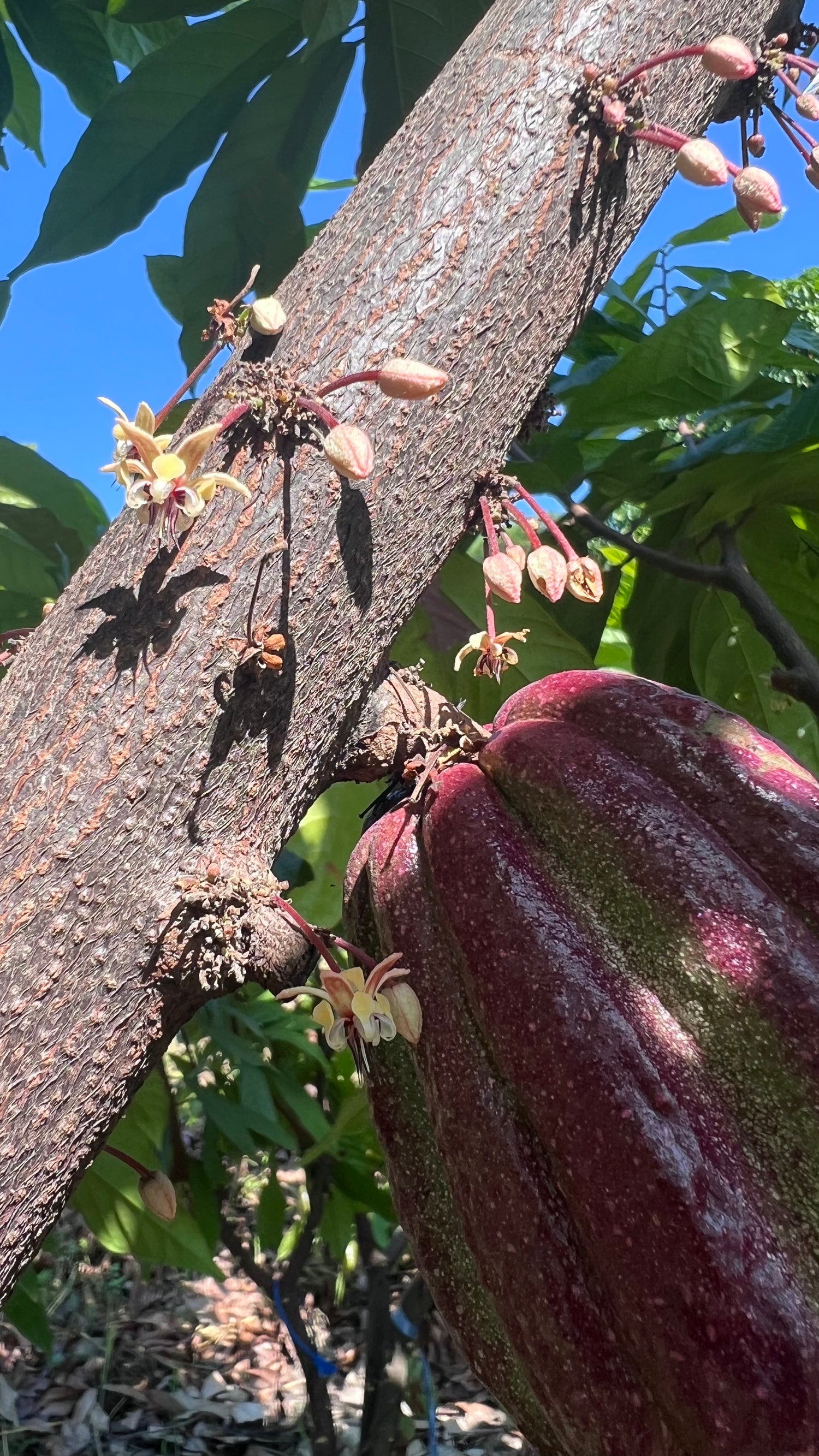 Árbol de cacao con frutos y flores, símbolo del ciclo natural del cacao ceremonial.