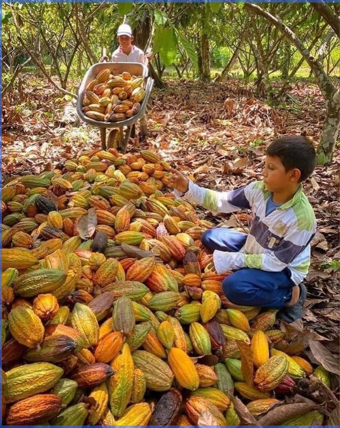 Niño en campo de cacao, foto de Alejandro Cerda 