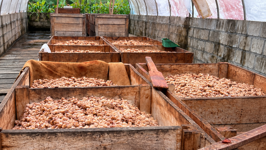 Cajones de madera con semillas de cacao durante el proceso de fermentación