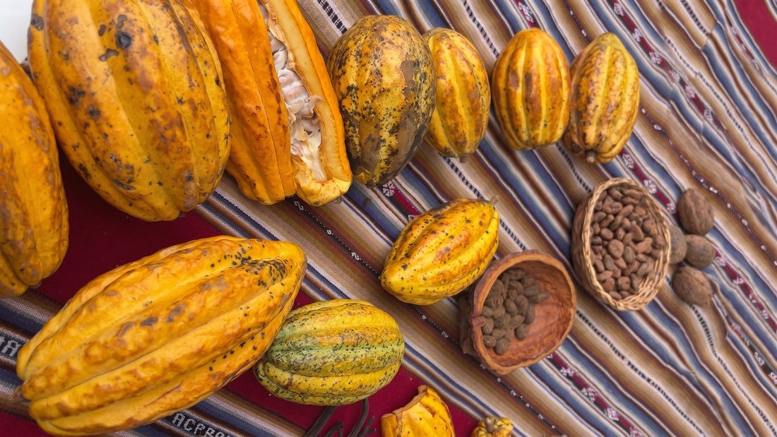 Tipos de cacao: La guía definitiva sobre sus variedades y perfiles de sabor
