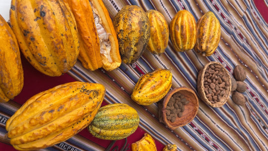Tipos de cacao: La guía definitiva sobre sus variedades y perfiles de sabor