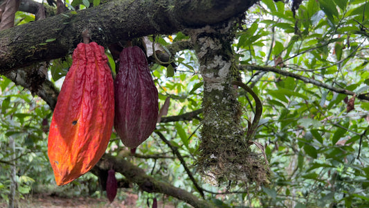 Mazorcas de cacao en el árbol durante trabajo de campo de Sumay Cacao en Ecuador