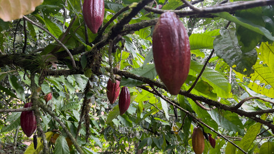 Árbol de cacao con mazorcas en una finca de Ecuador