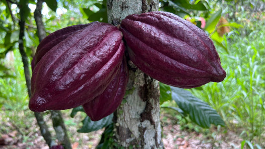 Frutos de cacao en árbol