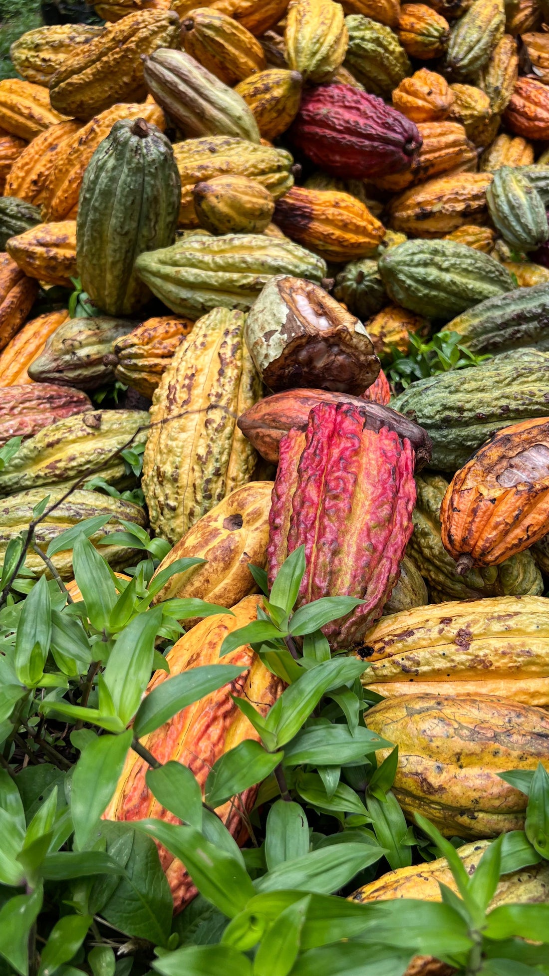 Frutos de cacao criollo, tipo de cacao fino de aroma