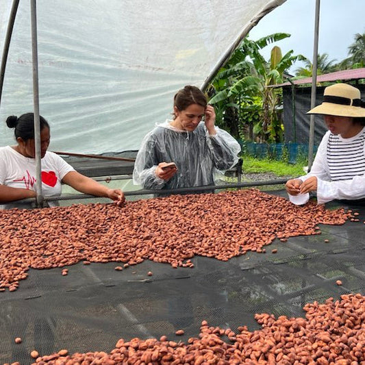 Selección manual de granos de cacao con productores en cooperativa de origen, proceso tradicional del cacao ceremonial