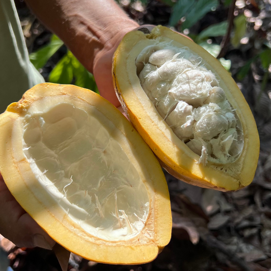 fruto de cacao abierto con semillas frescas en el árbol
