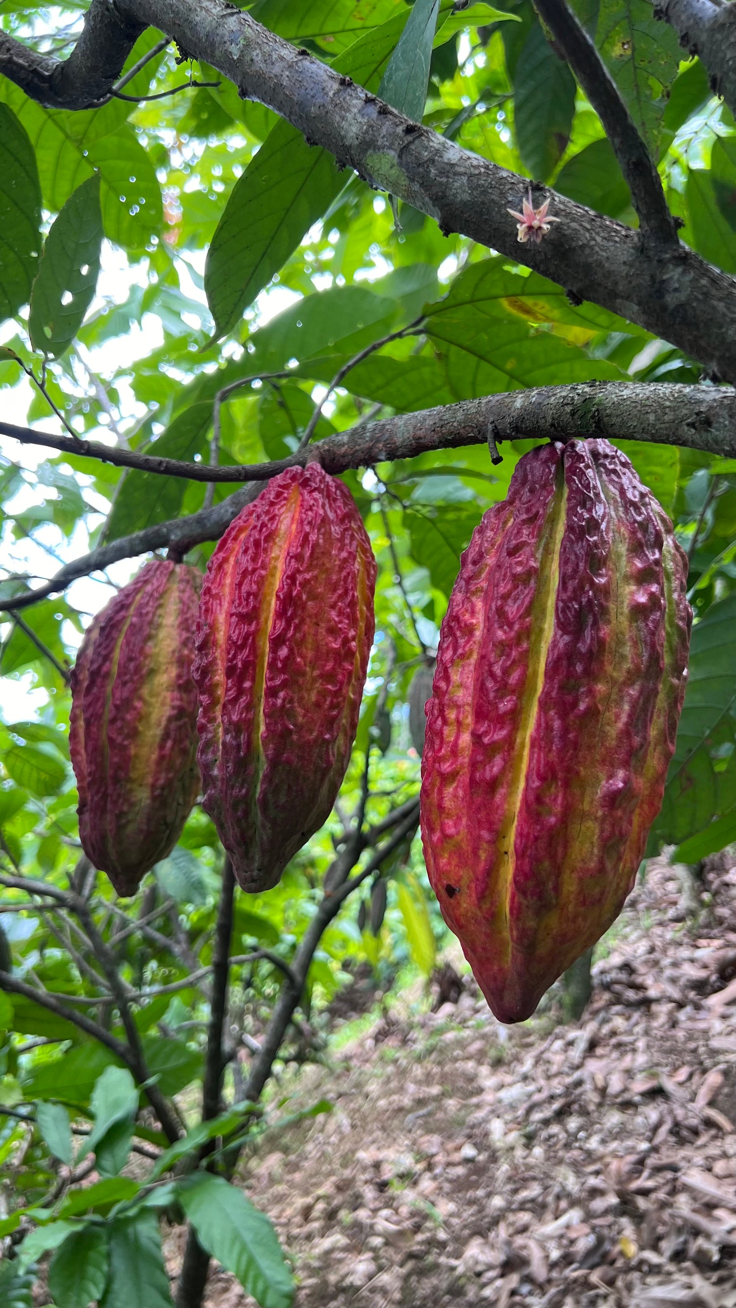 Mazorca de cacao madurando en el árbol en plantación de origen en Perú