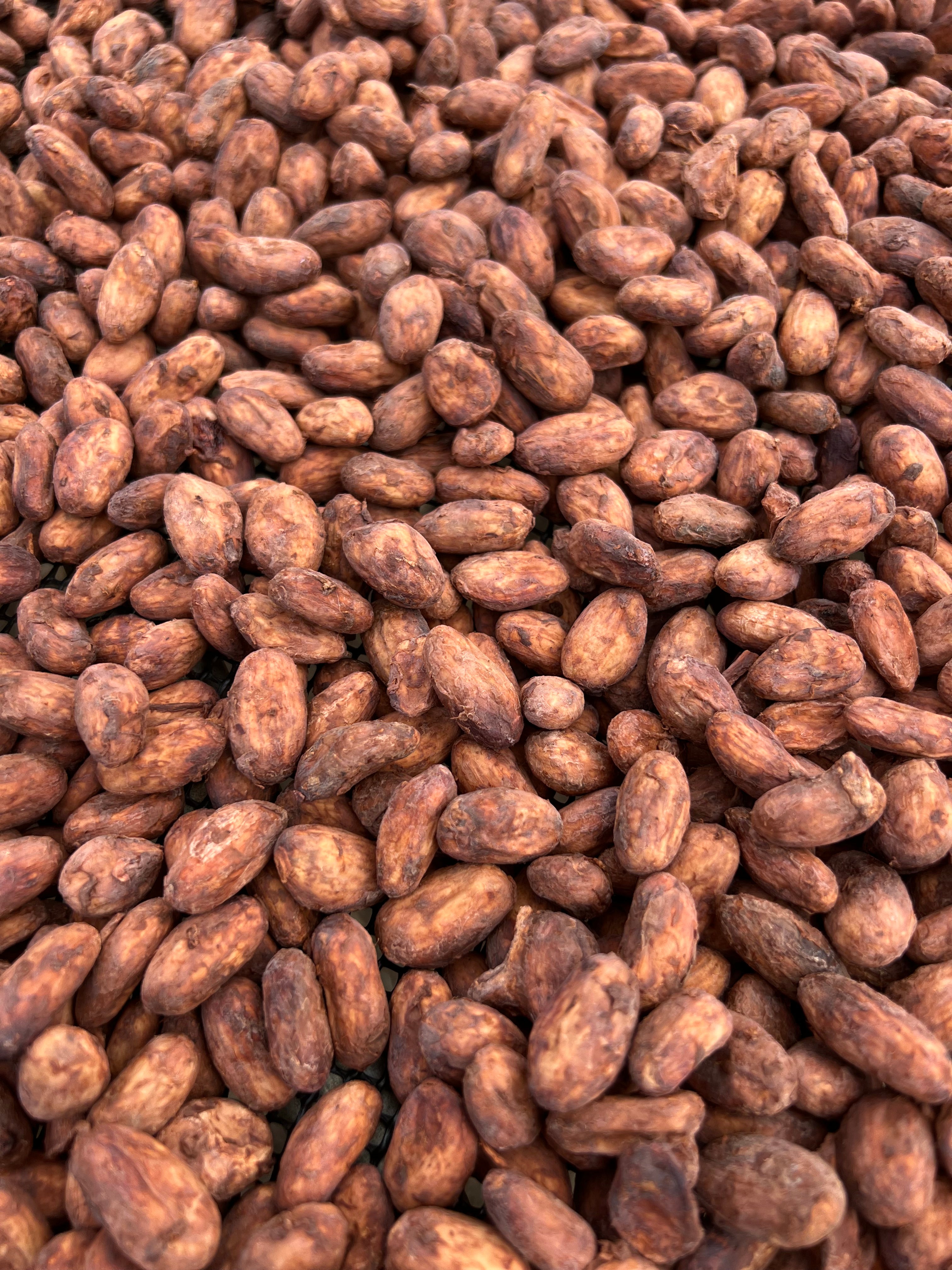 Granos de cacao en proceso de secado sobre camas